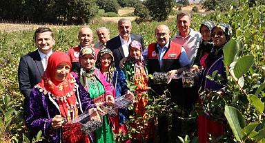 Balıkesir’de ilk aronya hasadı yapıldı: Ekiliş alanı 21 kat arttı