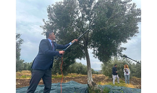 Aliağa Zeytin Hasat Şenliği 2025: Üretici ve Bölge Ekonomisi İçin Bir Gün