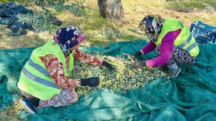 Burhaniye’de Zeytin Hasadıyla Başlayan Yeni Sezon: Erken Hasat Zeytinyağı ve Doğal Ürünler
