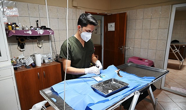 Kemer Belediyesi Sokak Hayvanları İçin Tedavi ve Rehabilitasyon Merkezinde Kasım Değerlendirmesi