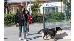 İzmir Büyükşehir Belediyesi, Menemen Yangınında Kurtarılan Hayvanları Sahiplendirme Sürecini Başlattı