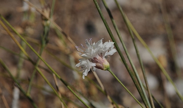 Çameli’de Keşfedilen Cephalaria cameliensis: Türkiye’nin Endemik Bitki Zenginliğine Yeni Bir Katman
