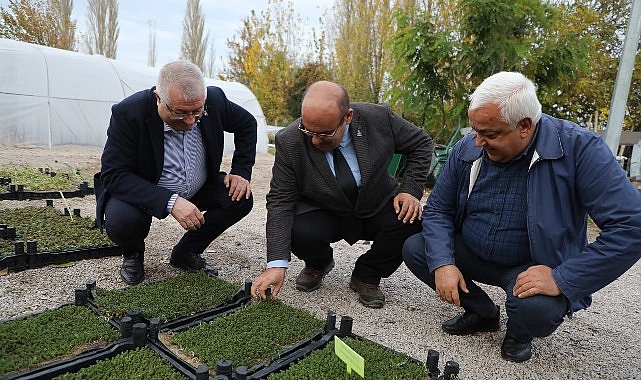 Kuraklığa Karşı Sürdürülebilir Yeşillendirme: 28 Sukulent ve Sedum Türüyle Yeni Proje