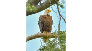 New Jersey’den Doğaya Adanmış Anlar: Kar Baykuşunu Fotoğraflayan Seferihisarlı Doğa Tutkunu