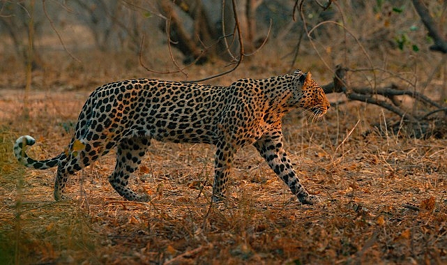 Mashatu Leoparlarının Krallığı: Doğanın Sert Mücadelesi