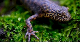 Ormanya'da Yeni Endemik Semenderler: Lissotriton kosswigi, Ommatotriton nesterovi ve Triturus anatolicus Keşfi