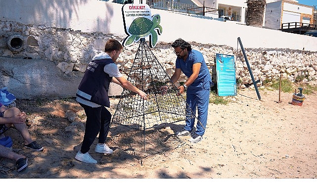 Didim Kıyılarında Caretta Carettalara Yeniden Güvenli Bir Yuva