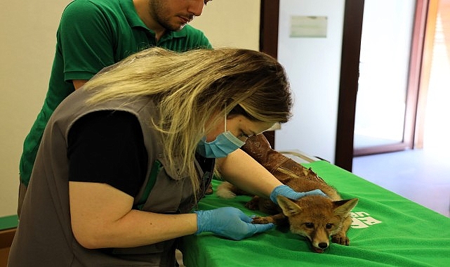Ormanya’da Trafik Kazasından Kurtulan Yavru Tilkinin Umut Dolu Rehabilitasyon Yolculuğu