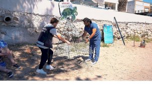 Didim Kıyılarında Caretta Carettalara Yeniden Güvenli Bir Yuva