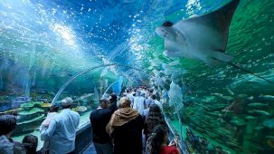 Körfez Aqua Kıtalar Akvaryumu Açılışında Büyük İlgi Yağdı ve Bölgenin Yeni Cazibe Noktası Oldu