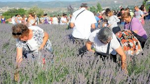 Lavanta Hasat Şenliği 11. Yılında Seferihisar’da Coşkuyla Geliyor: Turgut Köyü’nde Üretim ve Eğlence Bir Arada