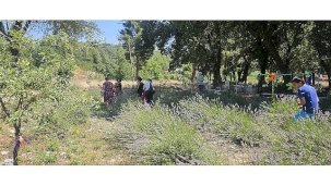 Gedelme Lavanta Bahçesi’nde Hasat ve Lavanta Tanıtım Günleri Başladı