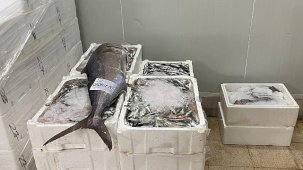 Izmir İl Tarım ve Orman Müdürlükleri Su Ürünleri Denetimlerinde 241 Kilogram Yasadışı Ürünele Geçit Vermedi