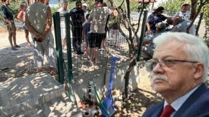 Burhaniye'de Ağaç Kesimi İle İlgili Tepkiler Artıyor: Mahalle Sakinleri Harekete Geçti!
