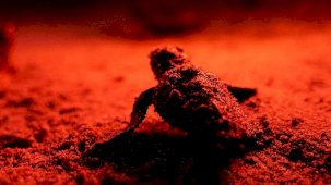 Didim'de Caretta Carettaların Yuva Çıkış Sevinci ve Doğal Mirası İçin Verilen Önem