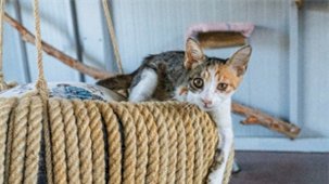 Engelli Kedi Evi: Sokakta Yaşayan Özel Gereksinimli Kediler İçin Ev Konforunda Kalıcı Destek