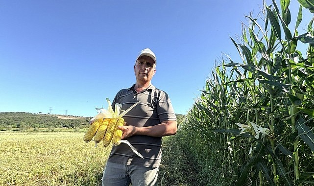 Kocaeli'de tarımsal üretimde yeni dönem: Bir tarladan yılda iki hasat