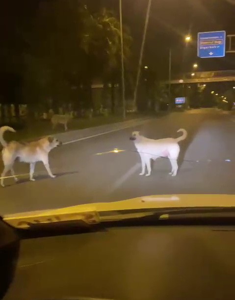 ADIYAMAN'DA BAŞIBOŞ KÖPEKLER TEHLİKE SAÇIYOR