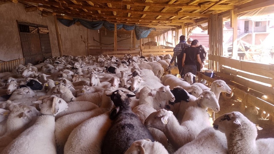 AFYONKARAHİSAR TARIM VE ORMAN İL MÜDÜRLÜĞÜ KÜÇÜKBAŞ HAYVAN İŞLETMELERİNE AŞI YAPTI