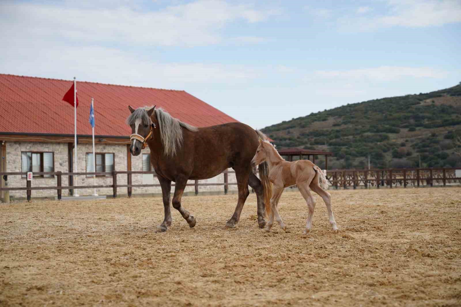 ALİA PARK ATLA TERAPİ VE REHABİLİTASYON MERKEZİ'NE YENİ BİR ÜYE DAHA!