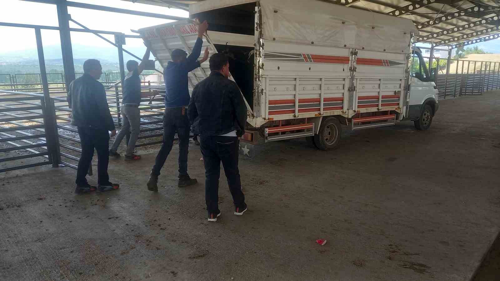 ALTINKENT KÖYÜ CANLI HAYVAN PAZARI YENİDEN AÇILDI