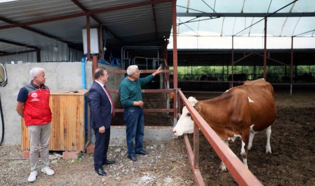 Anneleri Aşılat, Buzağını Yaşat Projesi