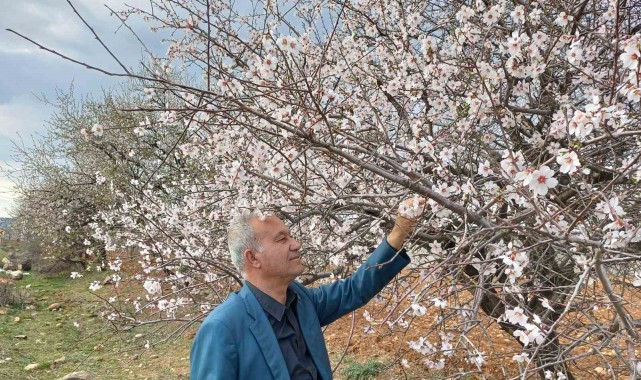 Araban’da Meyve ve Badem Ağaçları Çiçek Açtı