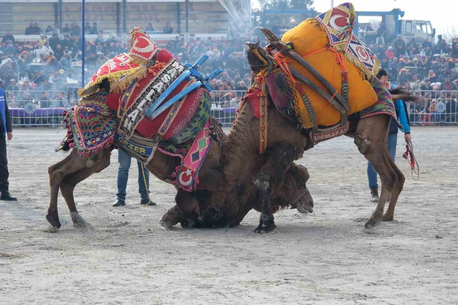 AYDIN’DA HEYECAN SÜRÜYOR: DEVE GÜREŞİ FESTİVALİ HAZIRLIKLARI DEVAM EDİYOR