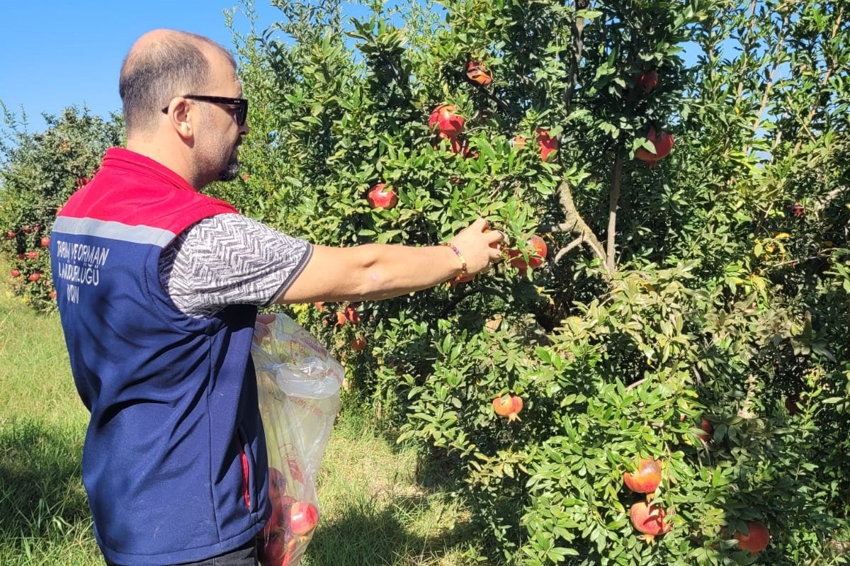 AYDIN’DA NAR ÜRETİCİLERİ TARIM VE ORMAN BAKANLIĞI’NIN DENETİMLERİNDEN MEMNUN