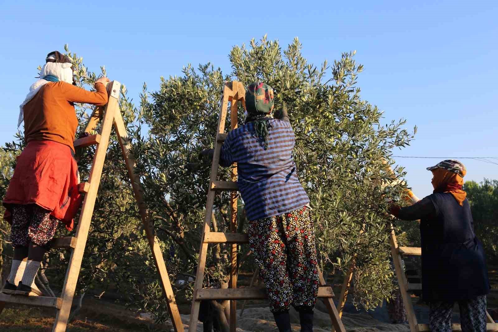 AYVALIK ALTINOVA MAHALLESİNDE ZEYTİN HASADI GELENEKLERİ DEVAM EDİYOR