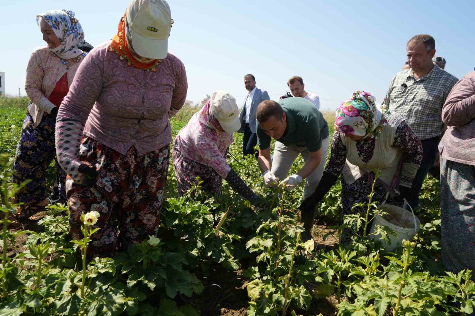 BALIKESİR GÖMEÇ İLÇESİNDE BAMYA HASADI BAŞLADI