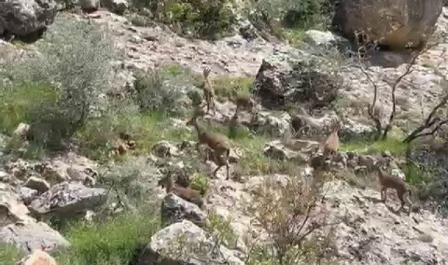 Besni İlçesinde Dağ Keçileri Göz Alıcı Bir Manzara Oluşturuyor