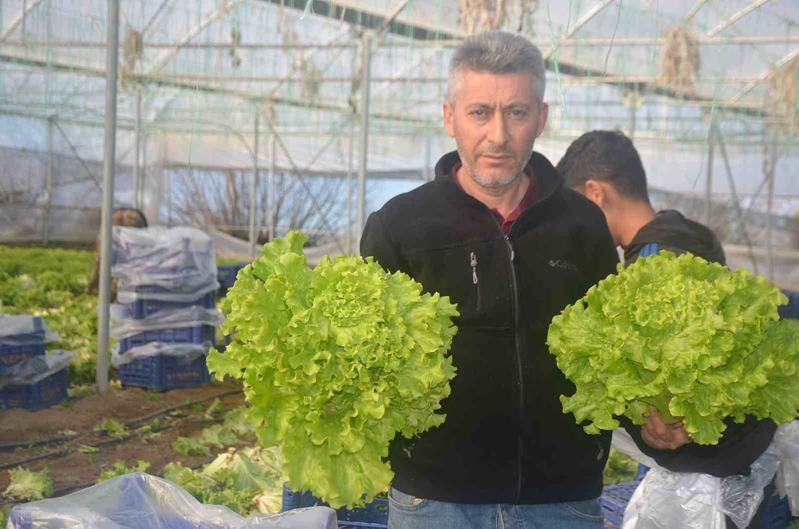BİLECİK KÖYLERİNE 1 MİLYON 126 BİN MARUL FİDESİ DAĞITILACAK