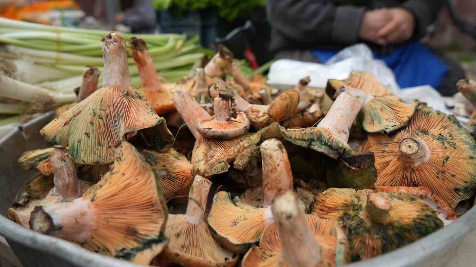 BOLU’DA ARTAN MANTAR ZEHİRLENMELERİNE DİKKAT!