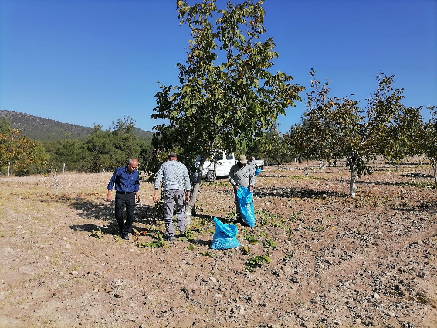 BOZKURT BELEDİYESİ'NİN BAHÇESİNDE İLK HASAT YAPILDI