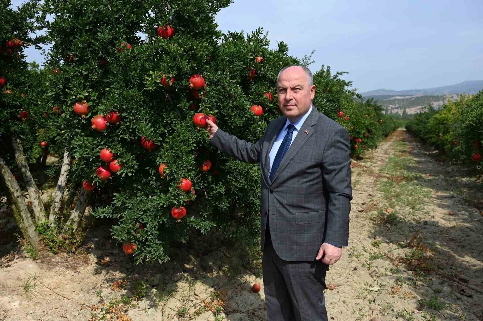 DENİZLİ'DE NAR HASADI BAŞLADI, 50 BİN TON ÜZERİNDE REKOLTE BEKLENİYOR