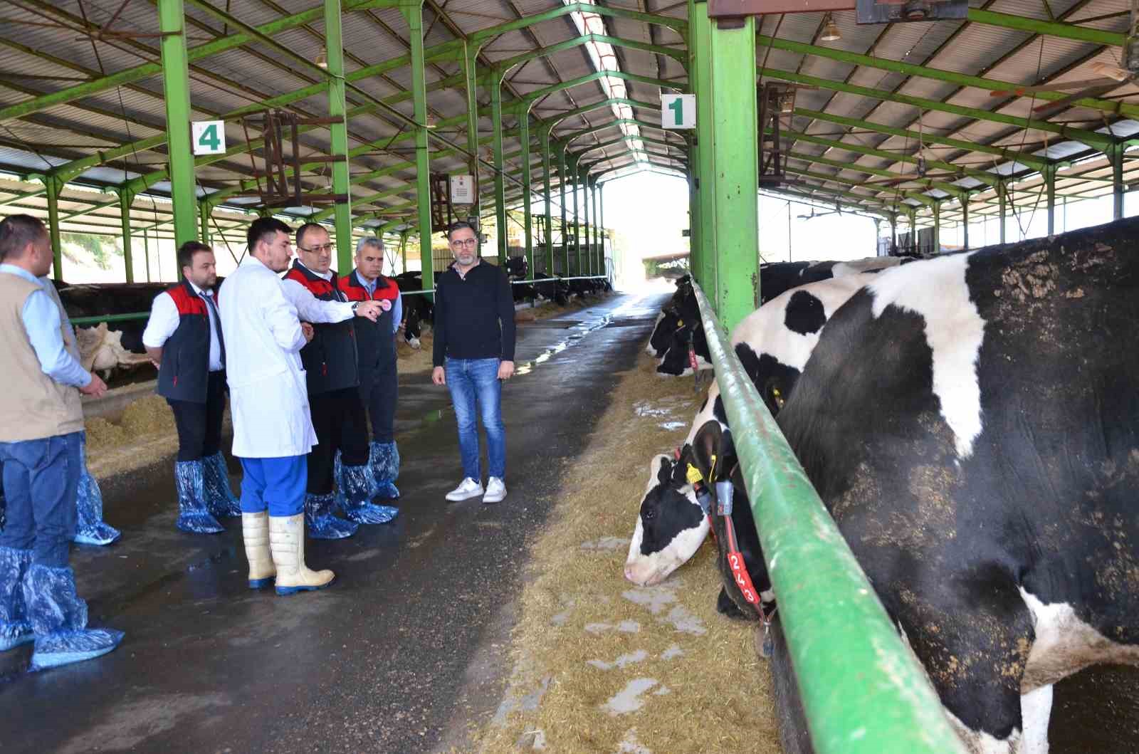 DENİZLİ'DE ŞAP HASTALIĞINA KARŞI İLKBAHAR AŞILAMA KAMPANYASI BAŞLADI