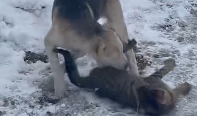Dostluk Kazandı: Kedi ve Köpeğin Oyunu Sosyal Medyada Viral Oldu