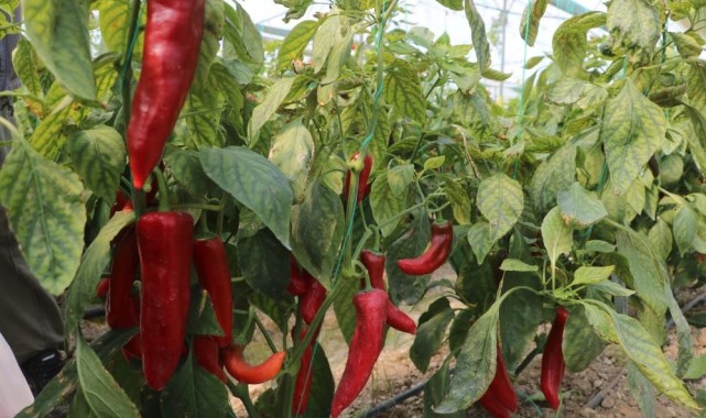 Düzce Tarım ve Orman Müdürlüğü Projesiyle Tarım Üretimini Geliştirecek
