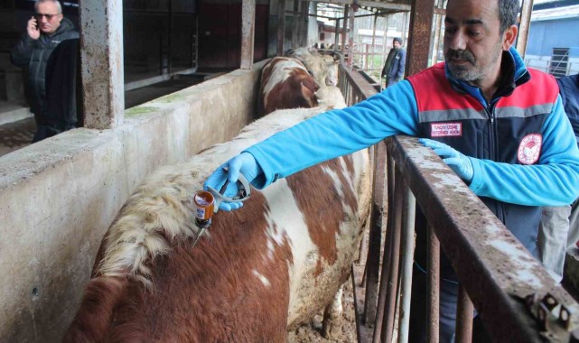 Düzce’de Büyükbaş Hayvanlara Yönelik İlkbahar Şap Aşılama Kampanyası Başladı