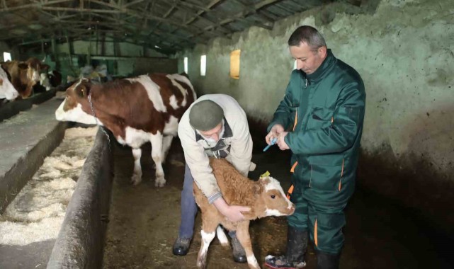 Elazığ’da Şap Hastalığıyla Mücadele Devam Ediyor