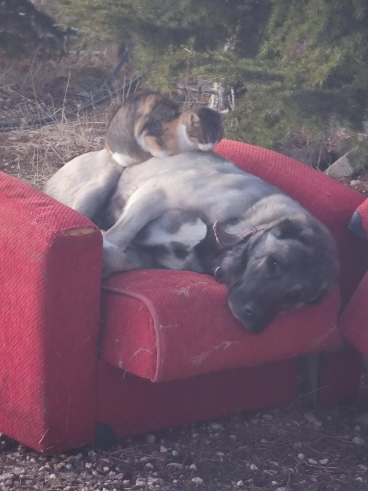 ELAZIĞ’DA SICAKLIK PAYLAŞIMI: ÜŞÜYEN KEDİ KÖPEĞİN ÜZERİNE YATTI
