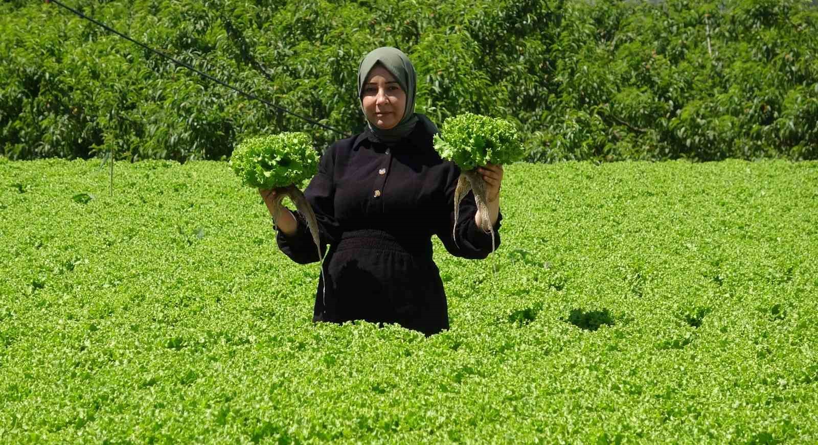 ERZİNCAN'DA KIŞ SEBZELERİ YETİŞTİRİCİLİĞİ YÜKSELİŞTE