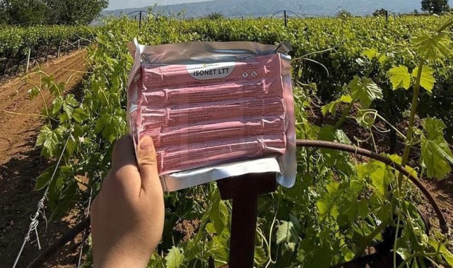 Feromon Tel ile Salkım Güvesine Karşı Bağlar Korunuyor