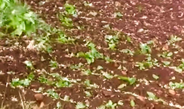 Gaziantep'in Araban ilçesinde Dolu Yağışı Etkili Oldu