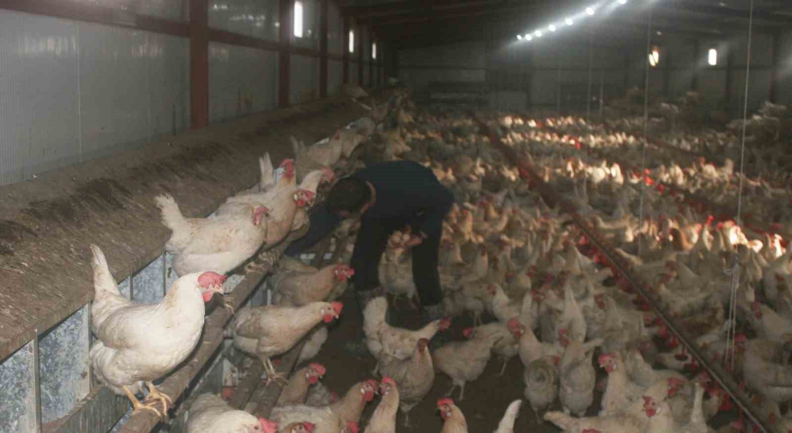 GENÇ GİRİŞİMCİNİN YUMURTA ÜRETİMİNDEKİ BAŞARISI