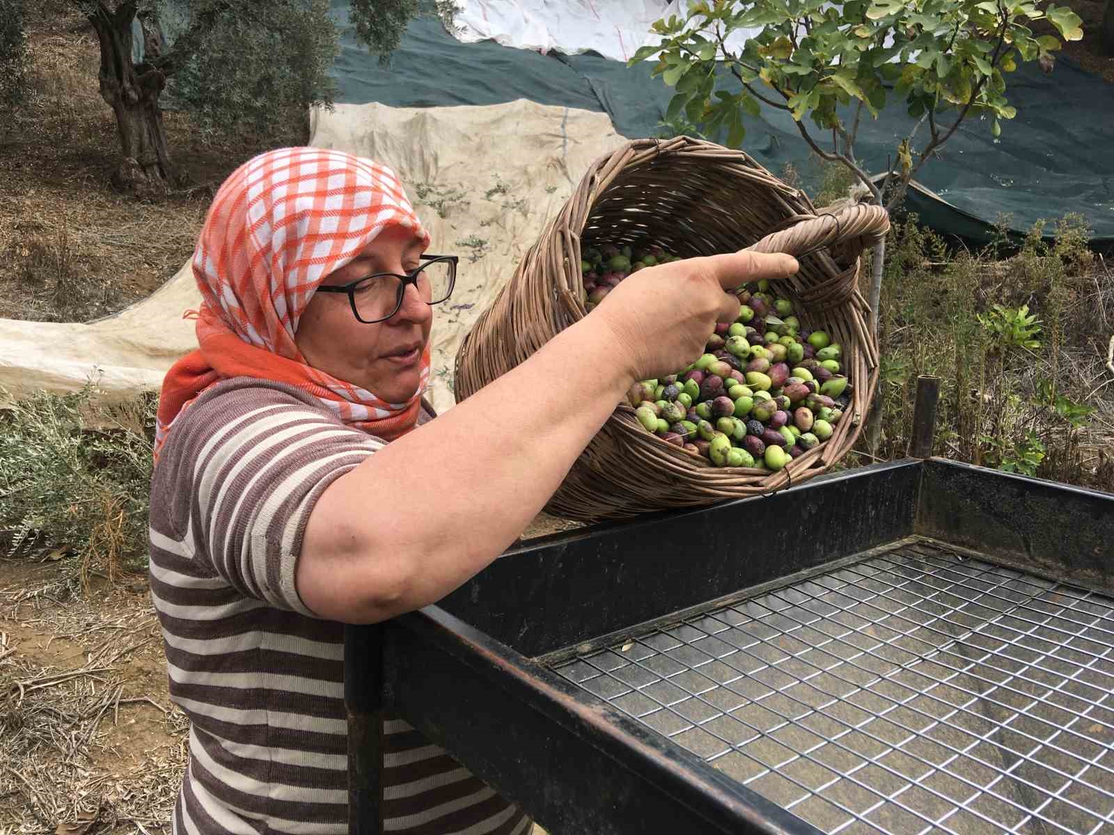 GERMENCİK’TE ZEYTİN HASADI ZORLAŞIYOR