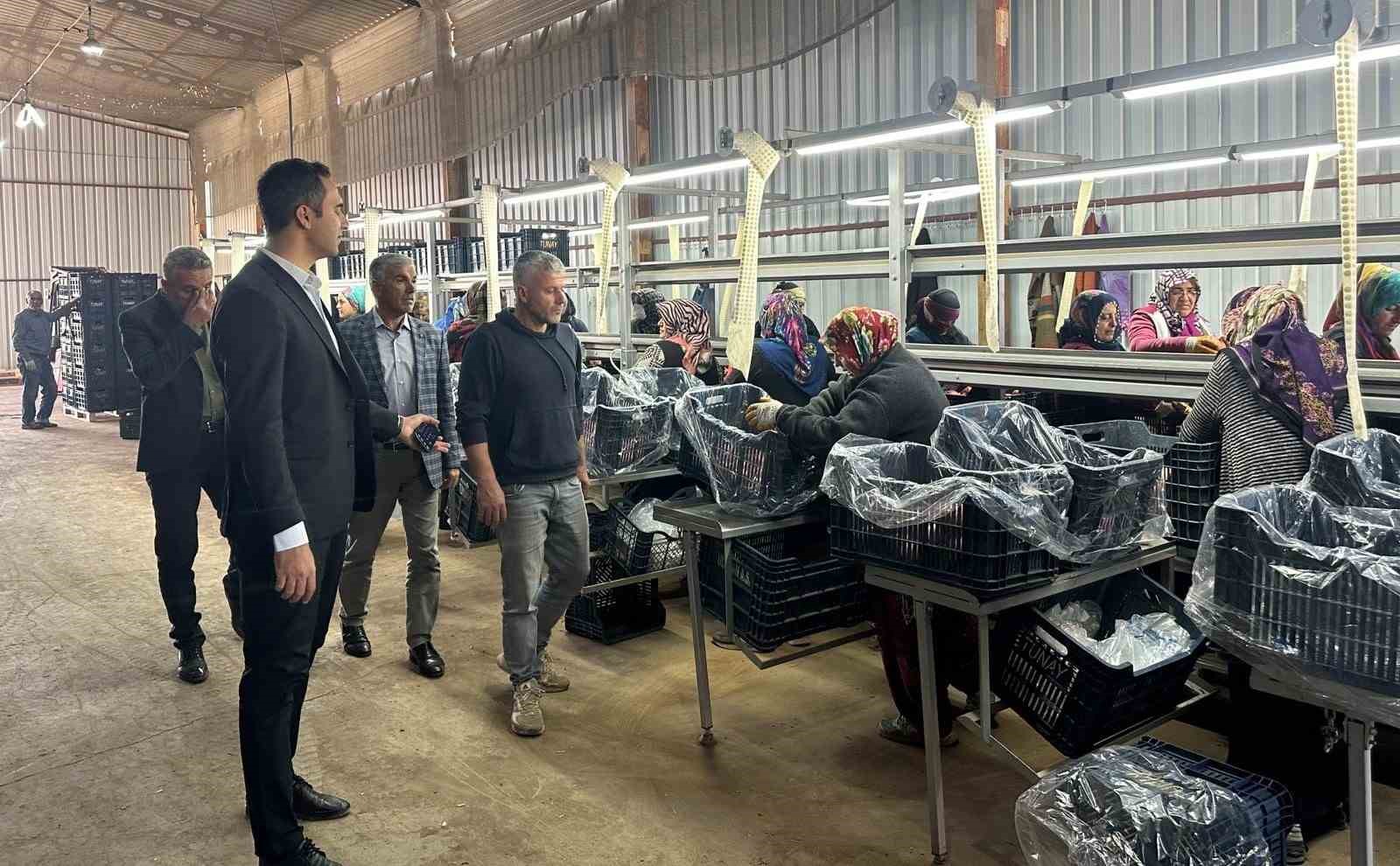GÖLTARLA KÖYÜNDE ÜRETİLEN NARLAR DÜNYA PAZARINA AÇILIYOR