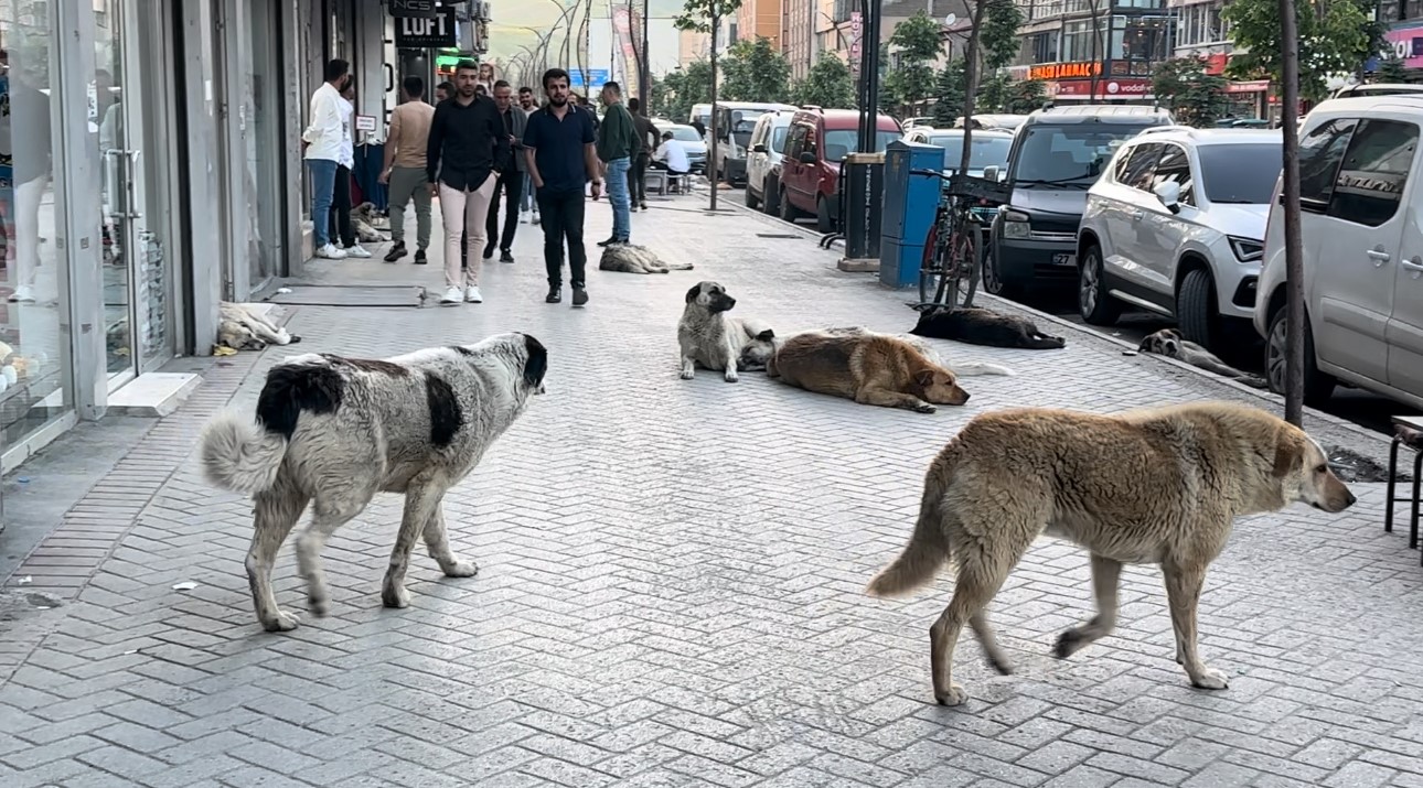 HAKKARİ’DE BAŞIBOŞ KÖPEKLERİN SALDIRISINA TEPKİ