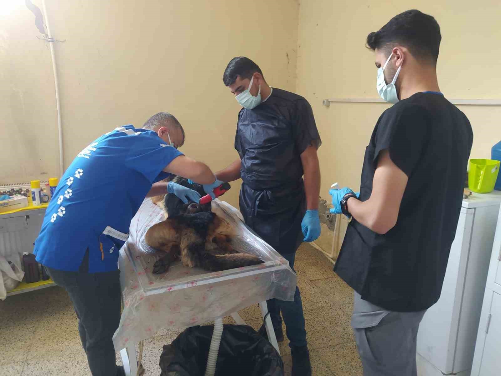 HAKKARİ'DE YARALI ALMAN KURDU KURTARILDI